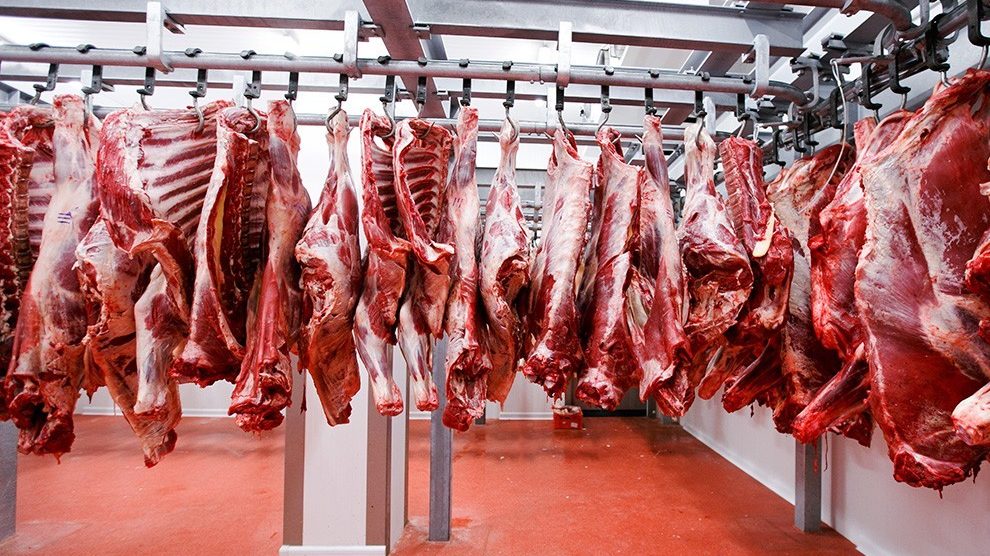 slaughter-house-cows